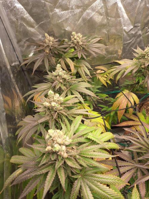 ITA Polar Gelato, Persian Pie, Zillions. Week 16