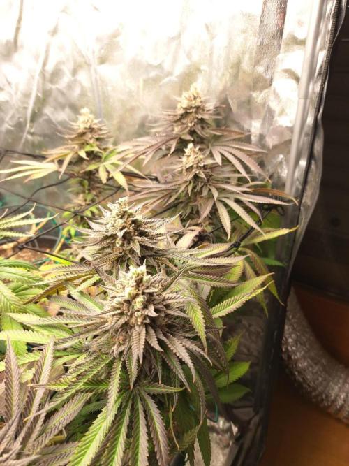 ITA Polar Gelato, Persian Pie, Zillions. Week 16