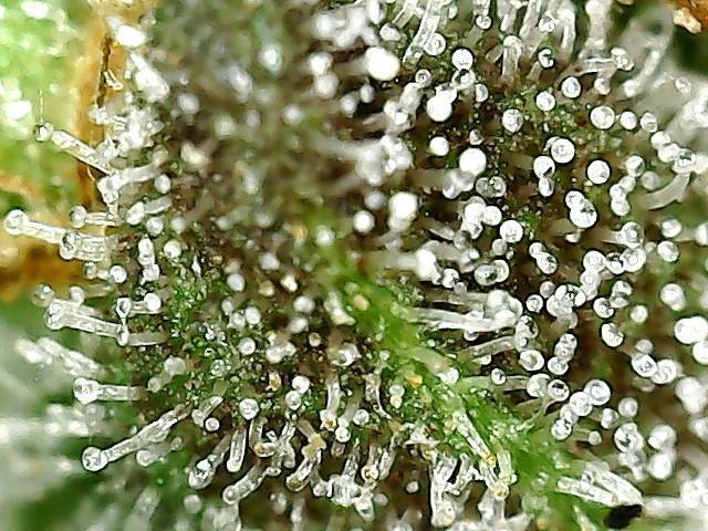 ITA Polar Gelato, Persian Pie, Zillions. Week 16