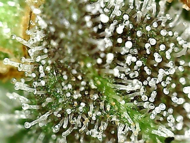 ITA Polar Gelato, Persian Pie, Zillions. Week 16