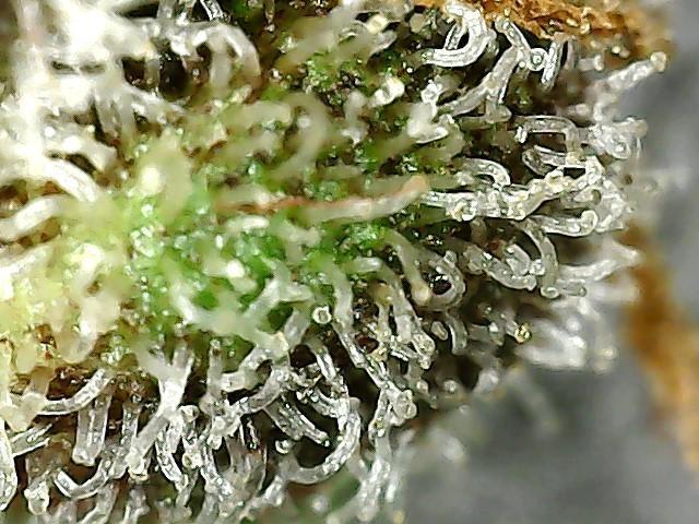 ITA Polar Gelato, Persian Pie, Zillions. Week 16