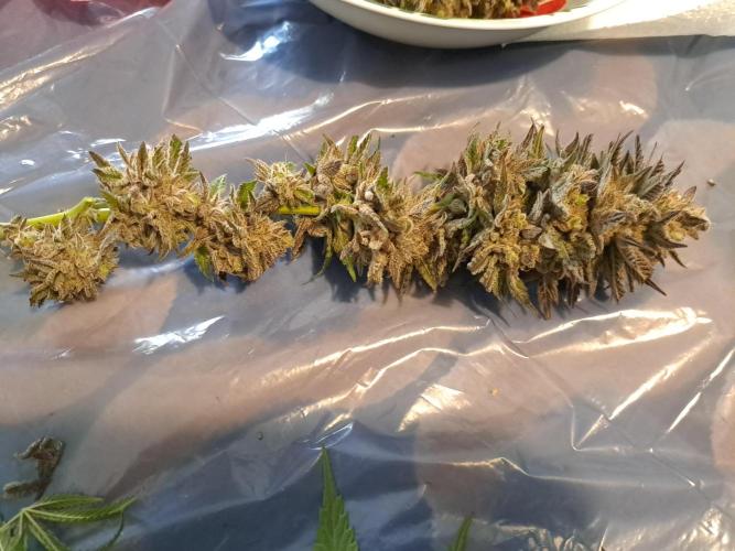 ITA Polar Gelato, Persian Pie, Zillions. Week 17