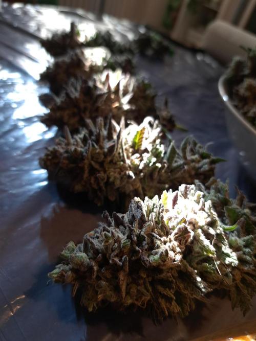 ITA Polar Gelato, Persian Pie, Zillions. Week 17
