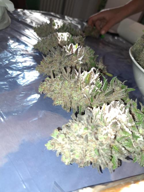 ITA Polar Gelato, Persian Pie, Zillions. Week 17
