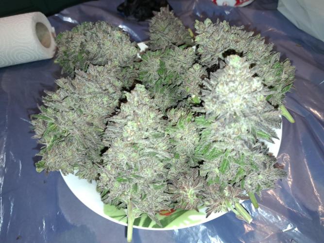 ITA Polar Gelato, Persian Pie, Zillions. Week 17