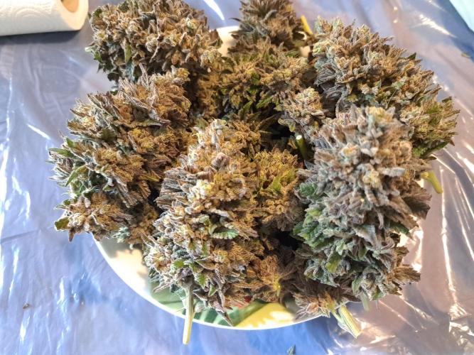 ITA Polar Gelato, Persian Pie, Zillions. Week 17