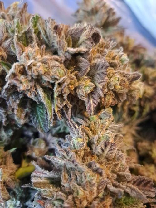 ITA Polar Gelato, Persian Pie, Zillions. Week 17