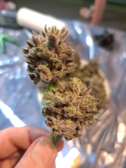 ITA Polar Gelato, Persian Pie, Zillions. Week 17