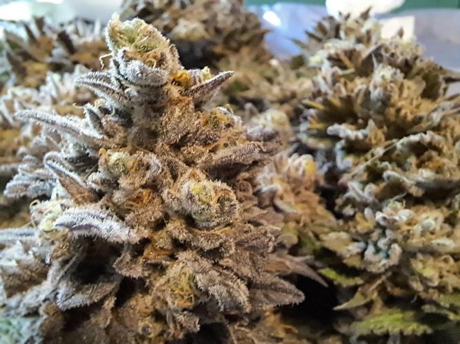 ITA Polar Gelato, Persian Pie, Zillions. Week 17
