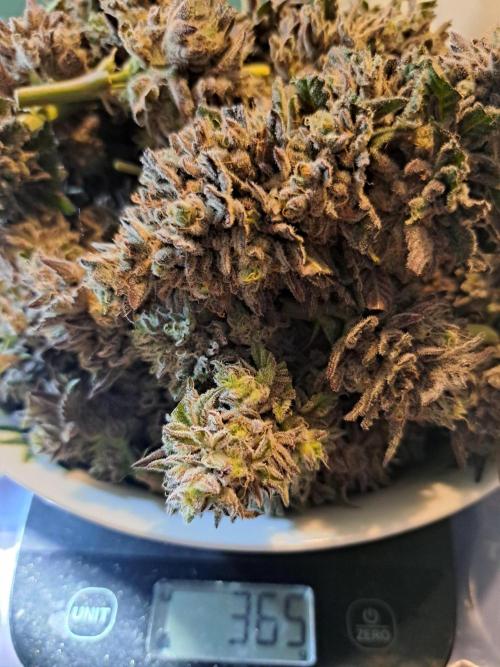 ITA Polar Gelato, Persian Pie, Zillions. Week 17