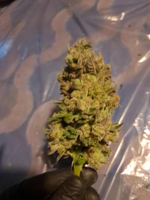 ITA Polar Gelato, Persian Pie, Zillions. Week 17