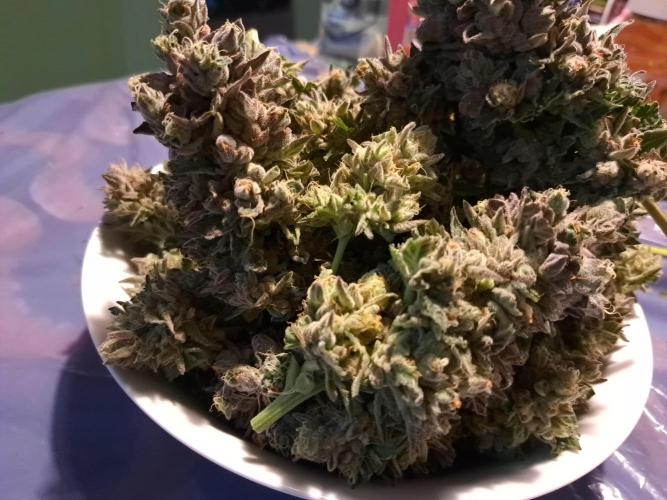 ITA Polar Gelato, Persian Pie, Zillions. Week 17