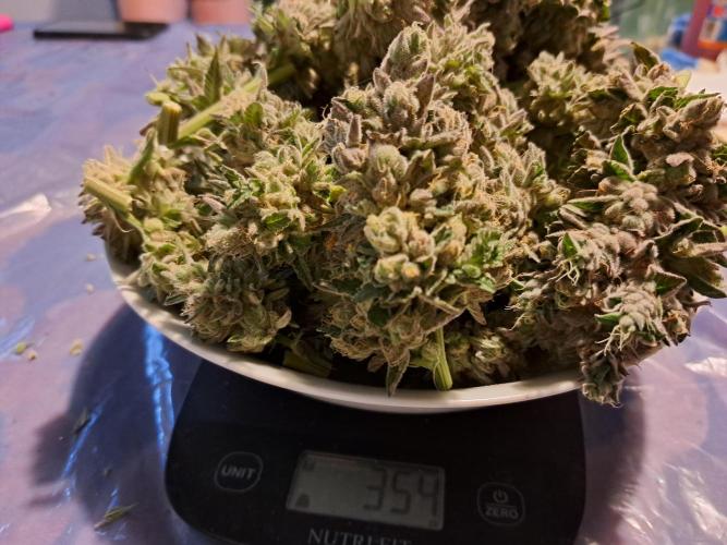 ITA Polar Gelato, Persian Pie, Zillions. Week 17