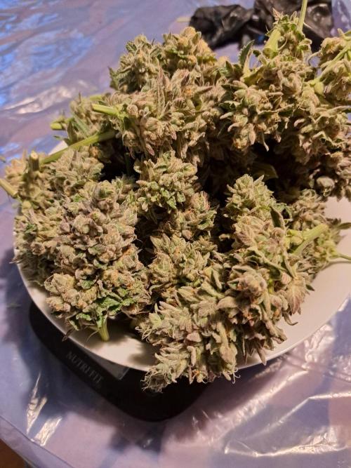 ITA Polar Gelato, Persian Pie, Zillions. Week 17