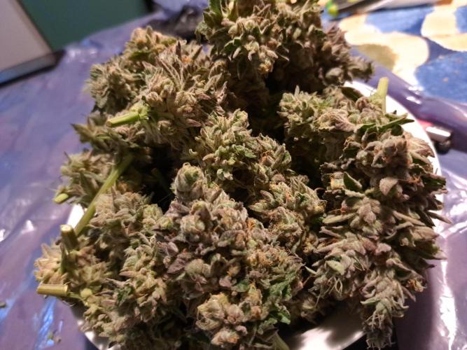 ITA Polar Gelato, Persian Pie, Zillions. Week 17