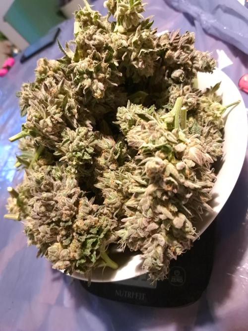 ITA Polar Gelato, Persian Pie, Zillions. Week 17