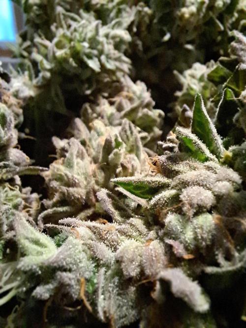 ITA Polar Gelato, Persian Pie, Zillions. Week 17