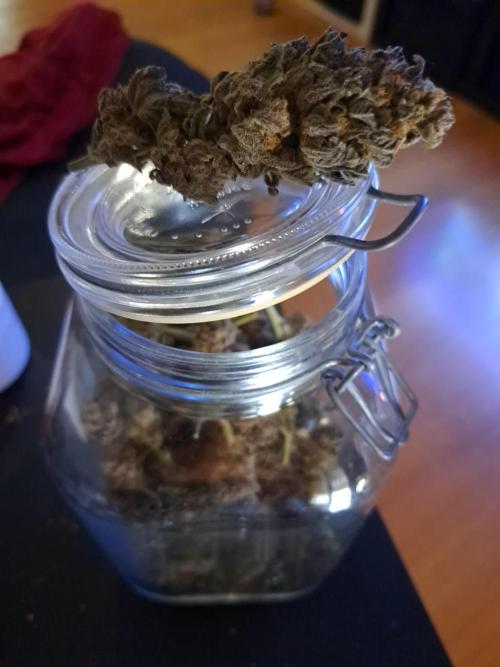 ITA Polar Gelato, Persian Pie, Zillions. Week 17