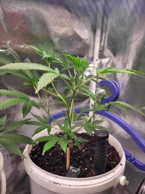 Jelly Donutz. Week 2