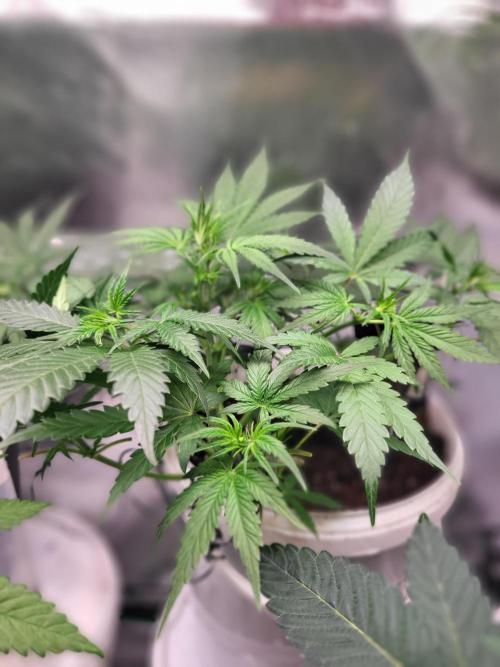 Fas buds purple lemonade Auto. Week 5 - Schöne Struktur,