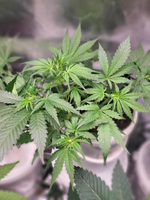 Fas buds purple lemonade Auto. Week 5 - Lst bis zum abwinken