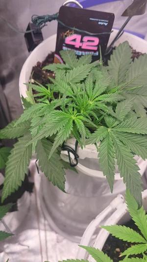 Comment by Growmigos photo #3