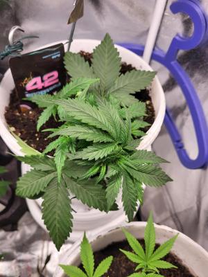 Comment by Growmigos photo #1