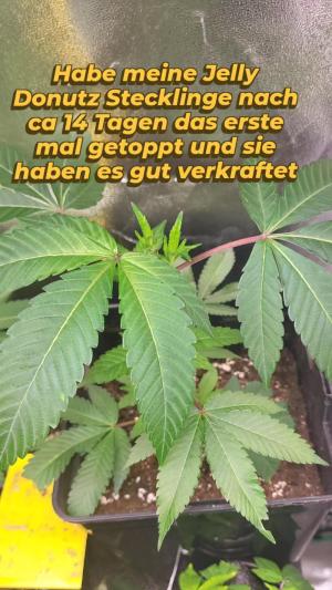 Comment by Growmigos photo #1
