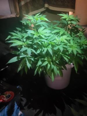 Comment by Growmigos photo #3