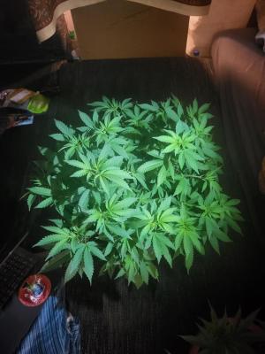 Comment by Growmigos photo #4