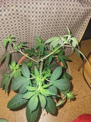 Comment by Growmigos photo #2