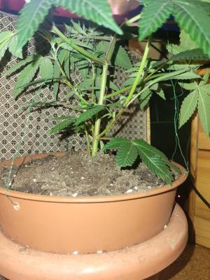 Comment by Growmigos photo #3