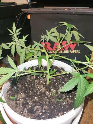 Comment by Growmigos photo #2