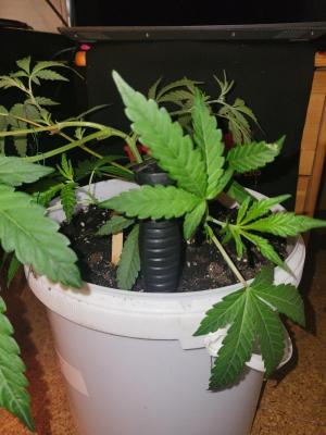 Comment by Growmigos photo #3