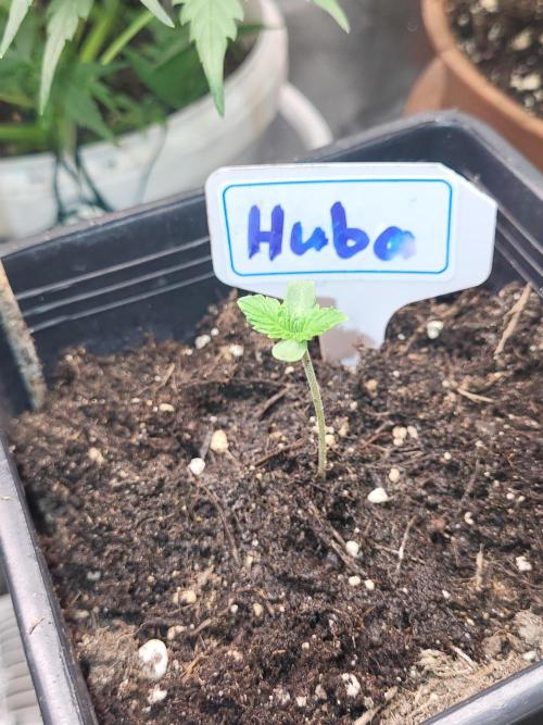 OG Kush Huba Seed Bank first run. Week 1 - Sie ist geschlüpft 😶‍🌫️😶‍🌫️😶‍🌫️herzlich willkommen  im Leben!! 