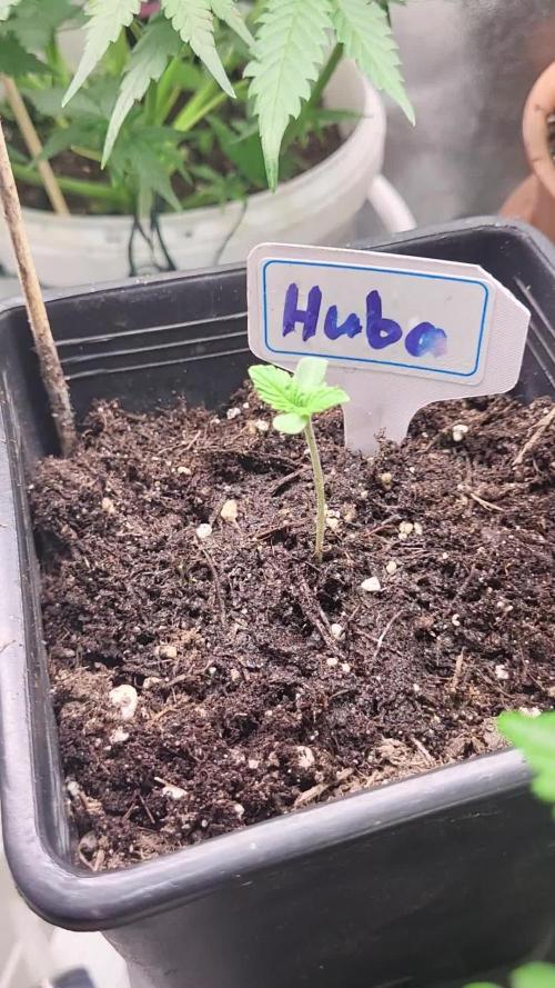 OG Kush Huba Seed Bank first run