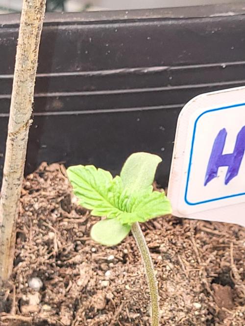 OG Kush Huba Seed Bank first run. Week 1