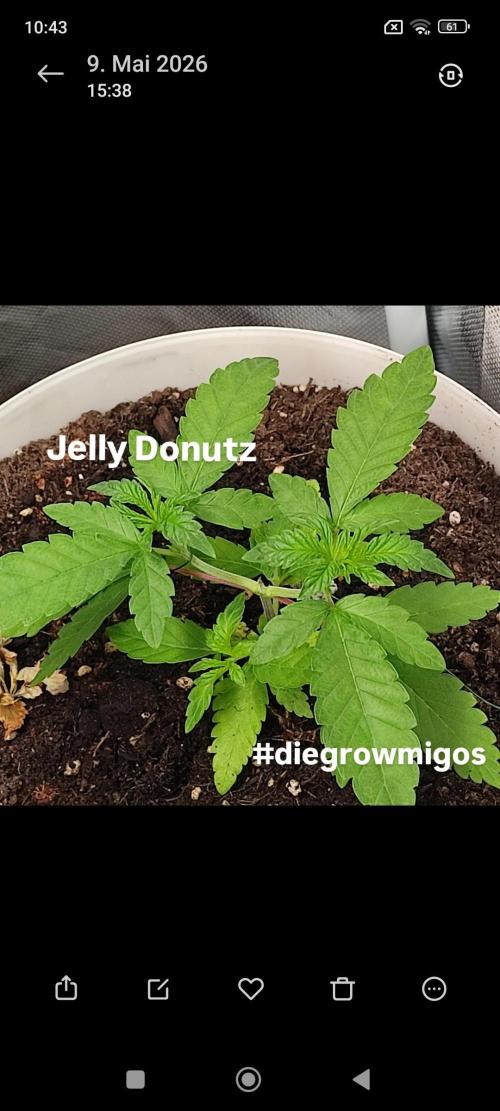 Jelly Donutz. Week 3