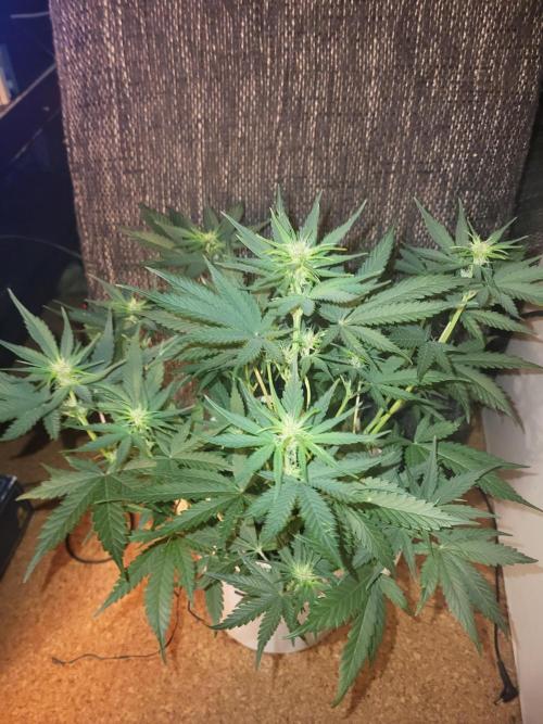 Fas buds purple lemonade Auto. Week 6 - Und das unter 75 Watt 