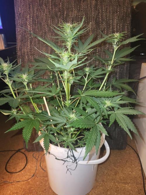 Fas buds purple lemonade Auto. Week 6 - Sie kommt langsam ,also von letzter Woche bis zu dieser ein Meilenstein 💯💚💚💚