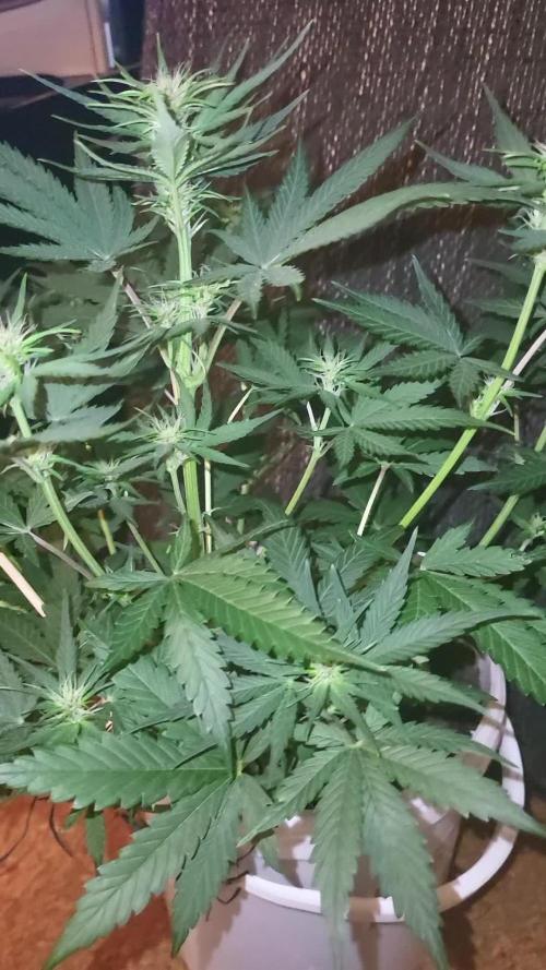 Fas buds purple lemonade Auto