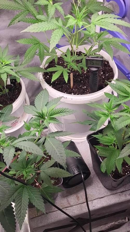 Fas buds purple lemonade Auto