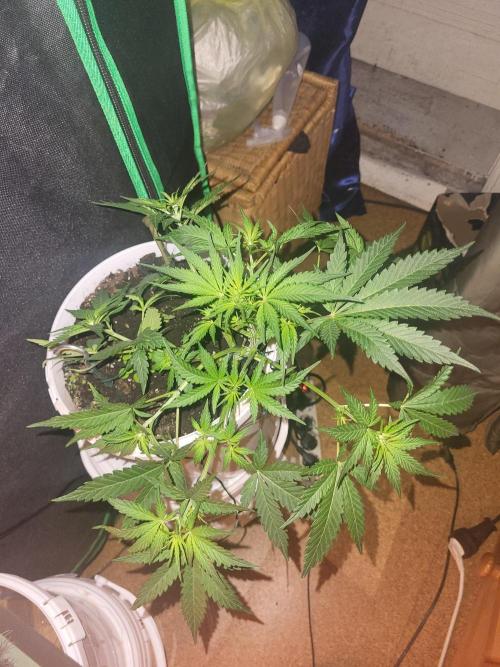 Fas buds purple lemonade Auto. Week 5 - Sie legt los mit Paistillen 