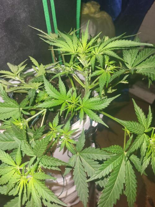 Purple Lemonade Auto. Week 5