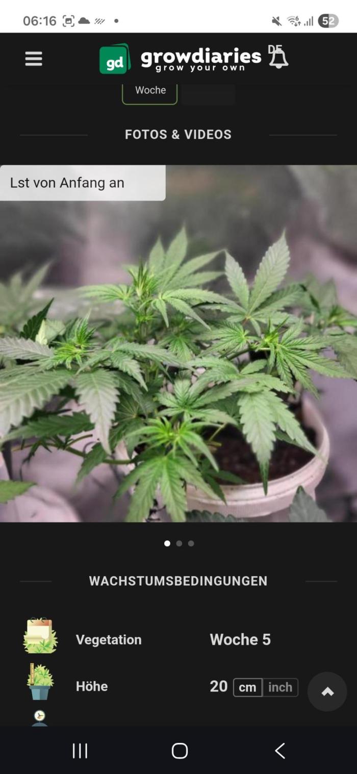Fas buds purple lemonade Auto. Week 4 - Kurz vor der blüte
