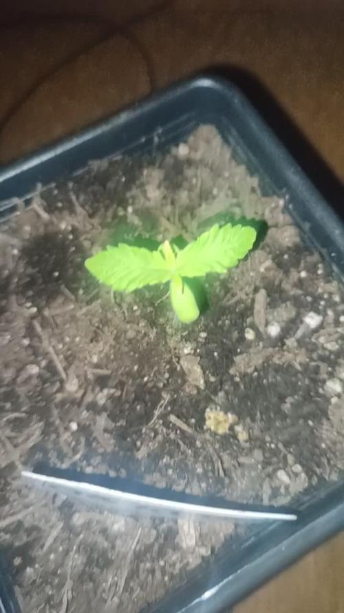OG Kush Huba Seed Bank first run