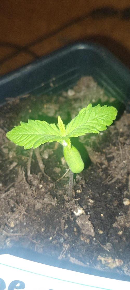 OG Kush Huba Seed Bank first run. Week 2 - Ein bisschen hell ist sie!!