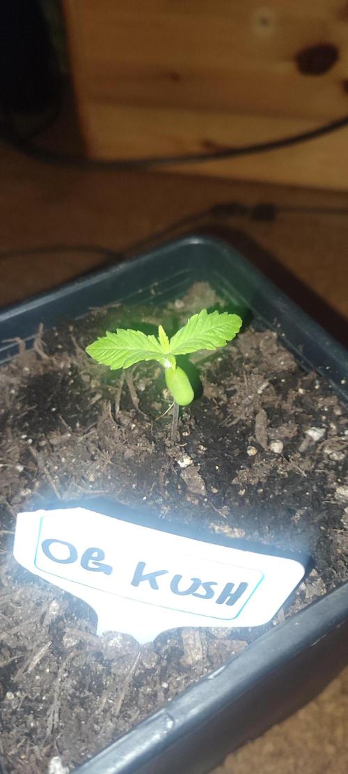 OG Kush Huba Seed Bank first run. Week 2 - Aber sie kommt