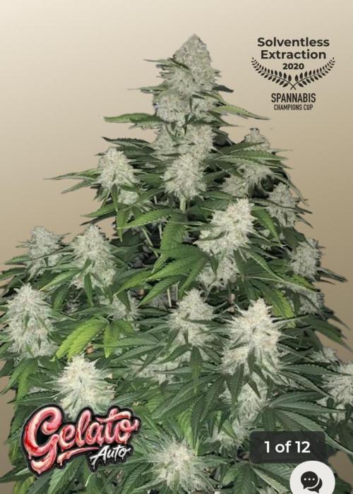Gelato Auto fast buds. Week 0