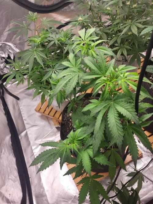Jelly Donutz. Week 4 - Umgetopft,umgezogen
👍🌱💚💚 